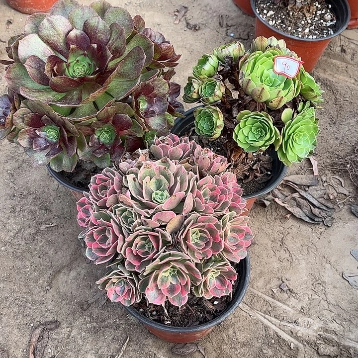 090多肉植物组合，