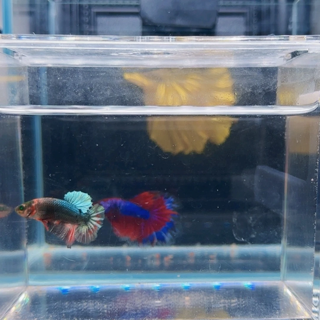 斗鱼活体观赏鱼好养耐活