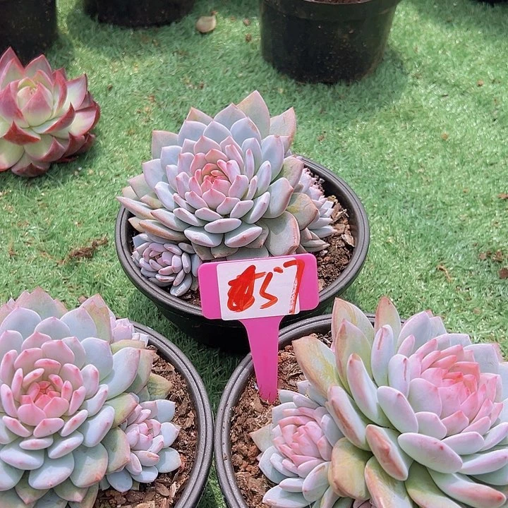 57星星辰带盆一个多肉