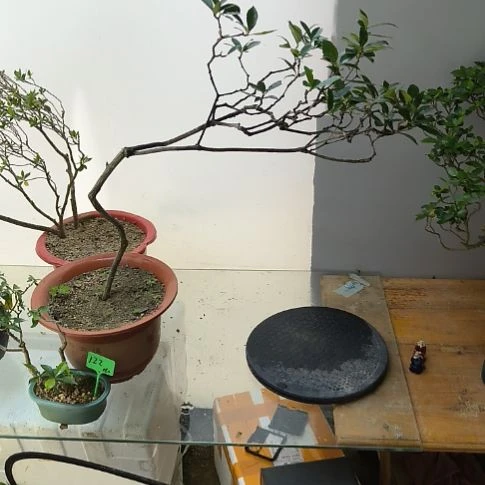 完全开放彩*鱼海岛春花飘枝虫草