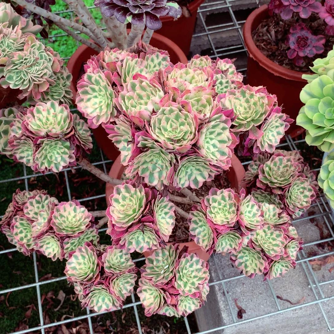 摘心红超白，有点微瑕