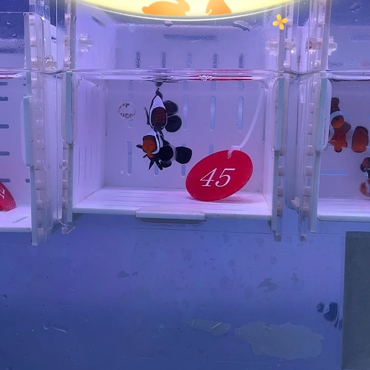 海水鱼精品皇冠奥黑一对