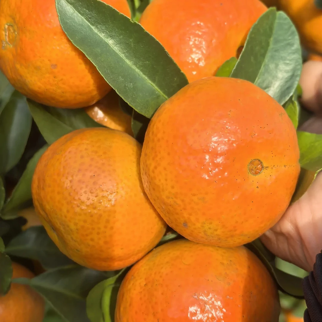 四川大山里的沙糖桔