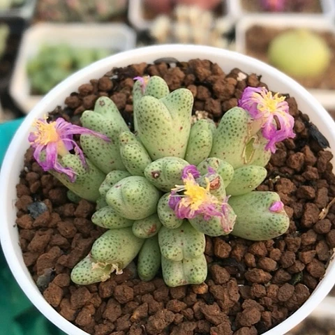 多肉肉锥 草莓斑马 28头