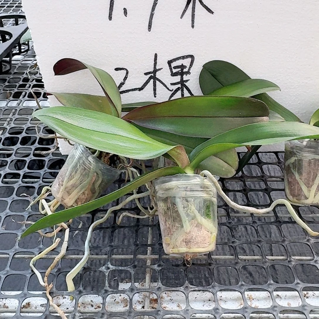 无花朵2颗小杯随机发