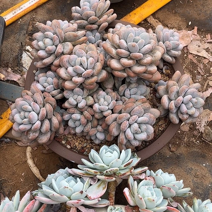 好***子完全开放香水大群无砍