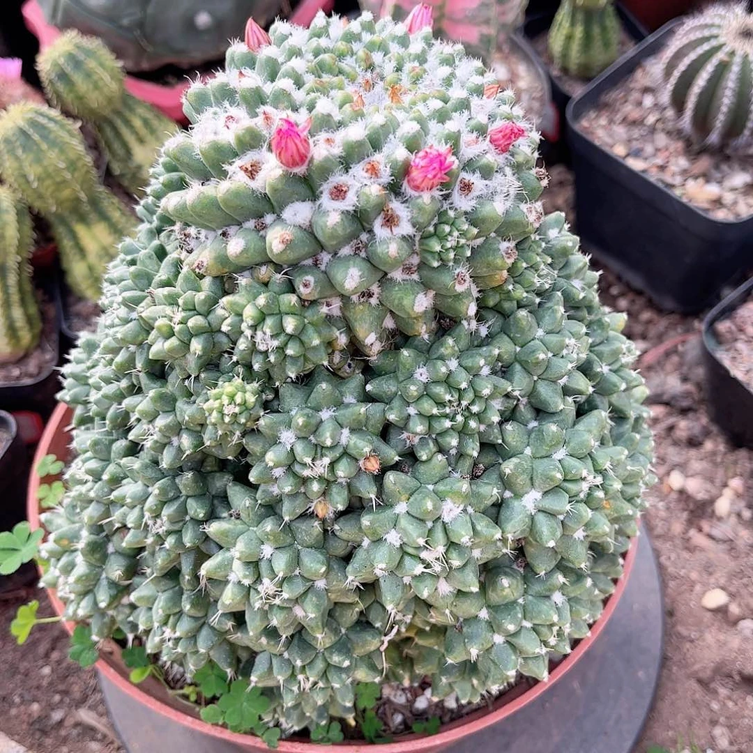 氺**淸雪糕一一一一一一一一一一一一