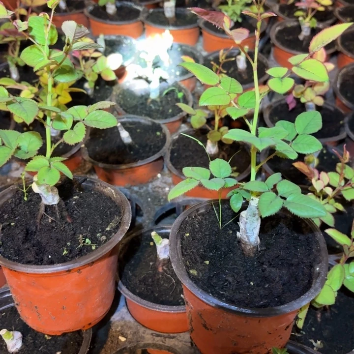 无花朵兽花马小苗