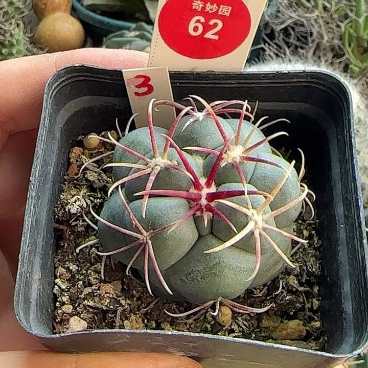 实生豪刺泰刺高木绯冠龙4.4cm