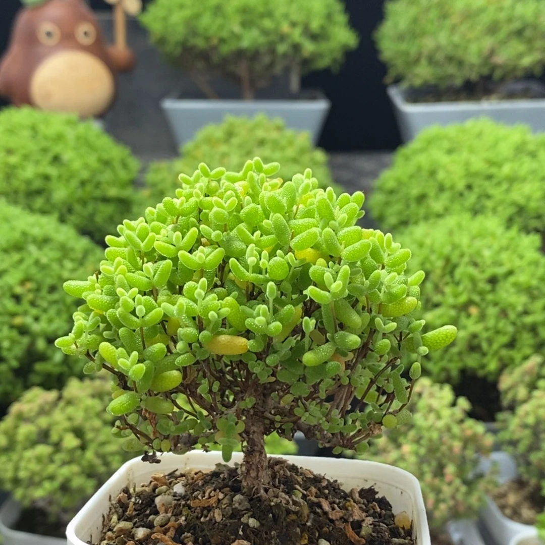 蜜橘糖球0271枝干番杏