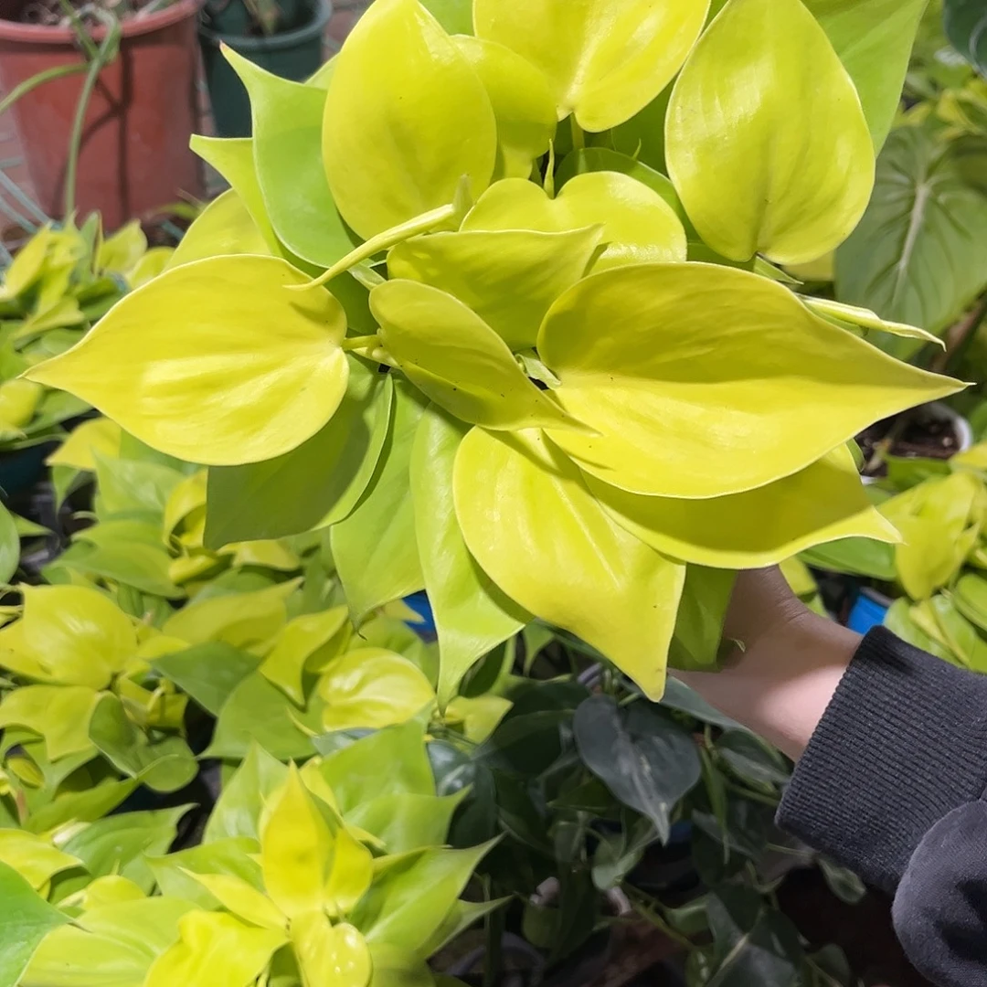 完全开放031柠檬汁