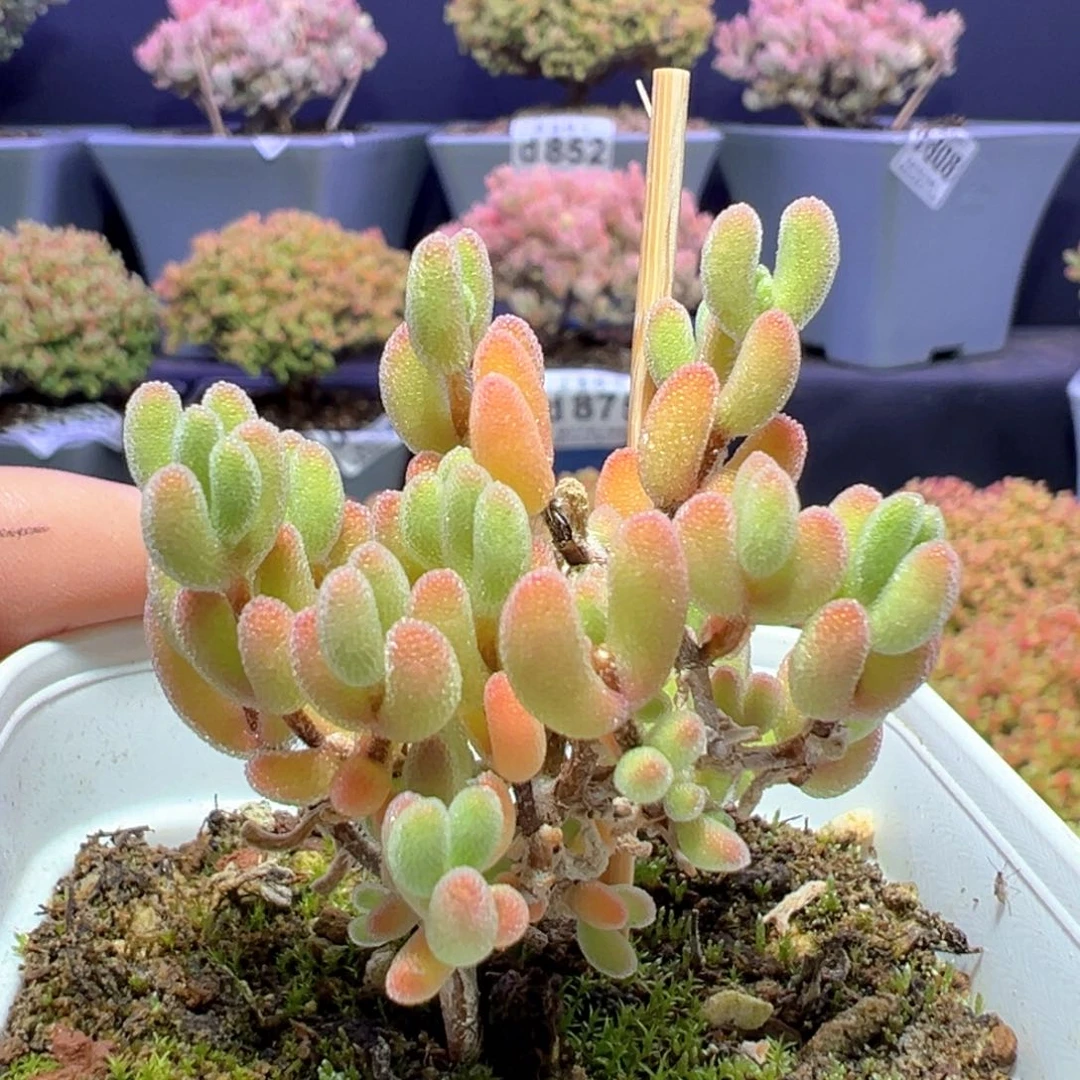 d802实生闪闪枝干番杏