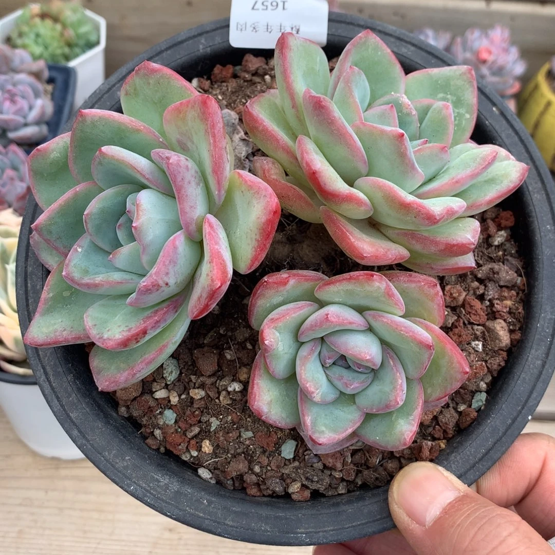 1657泡芙多肉一颗14厘米