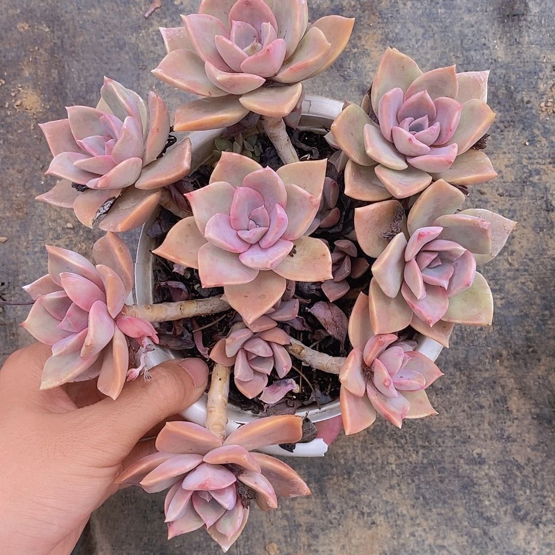 中国初恋整桩整群老桩造型