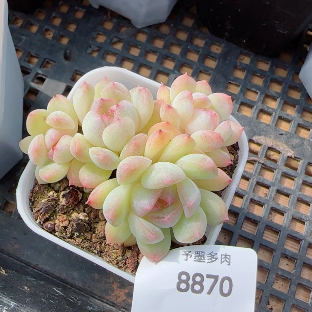 璇玑珍妮群，8870多肉植物