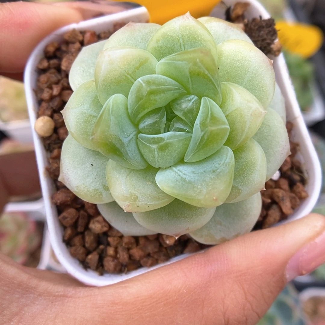 财富密码1可拍523号