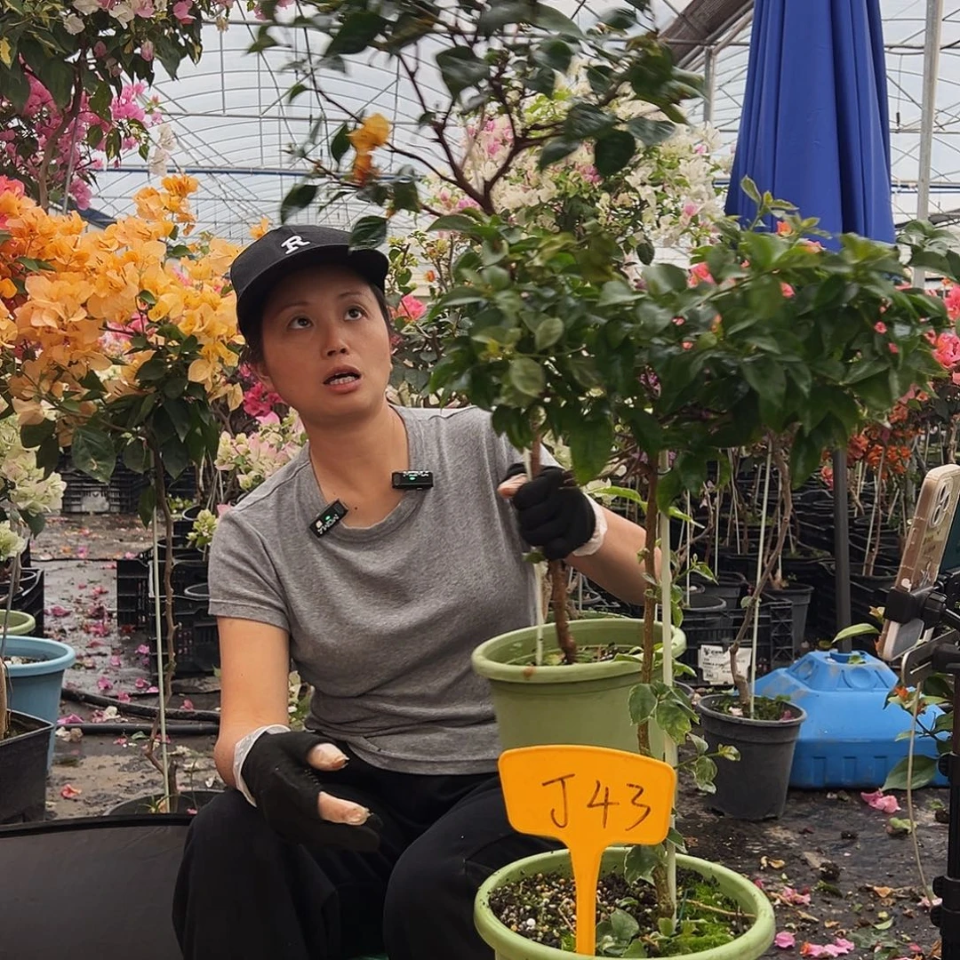梵***修大部分花苞少量开放J43三角梅