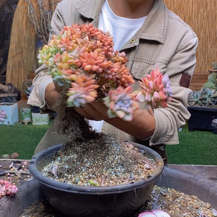植***筑264号白眉多肉植物