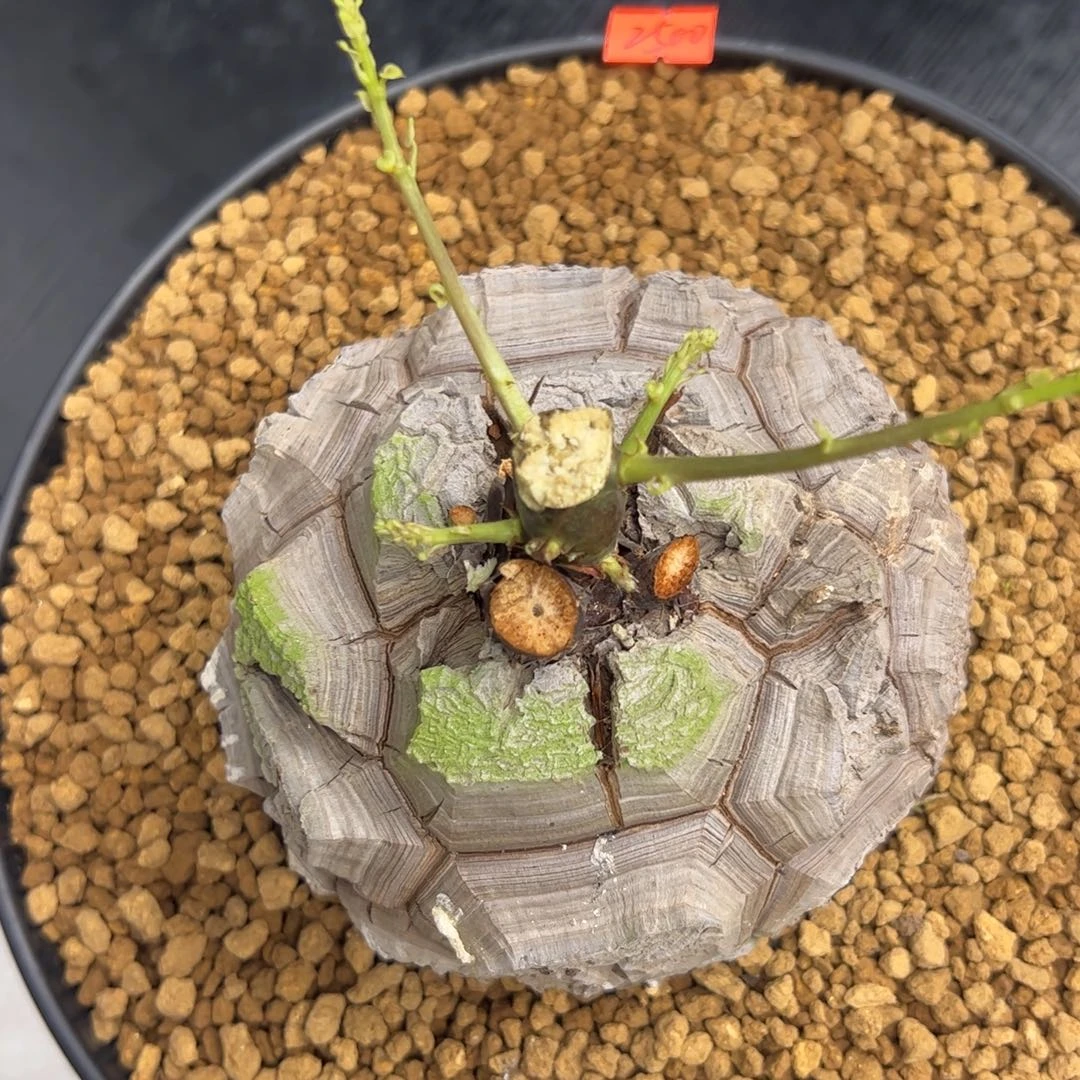 精品盆栽养顶的龟甲龙555号
