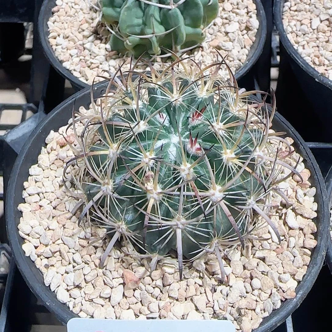 虎爪 自根仙人球347