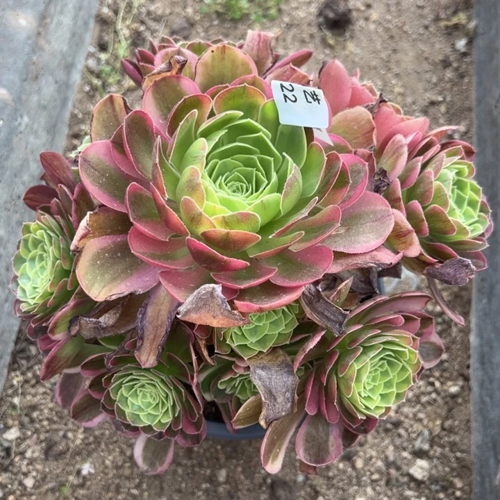 奶白多肉植物022