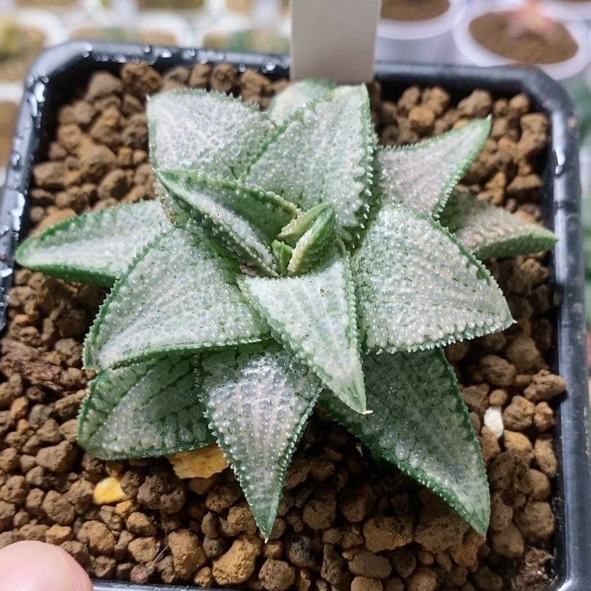 【闪购商品】50银狼蛛