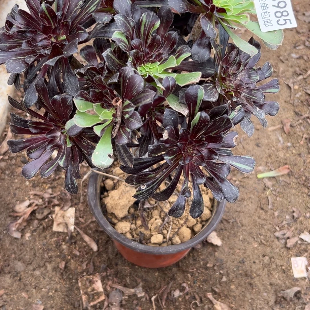 985多肉  水墨丹青 不包断头