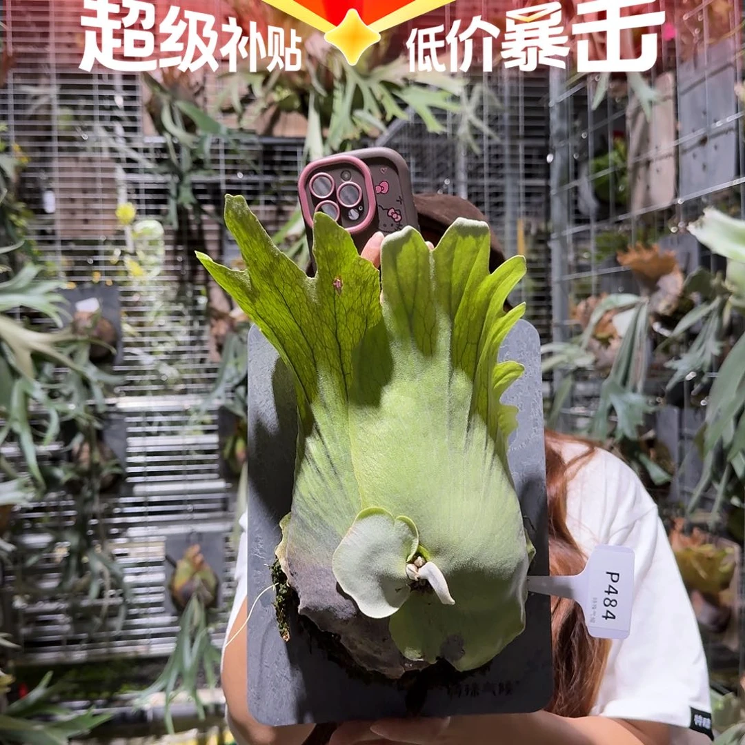 不开花植物P484-爪哇鹿角蕨（小）叶片微瑕