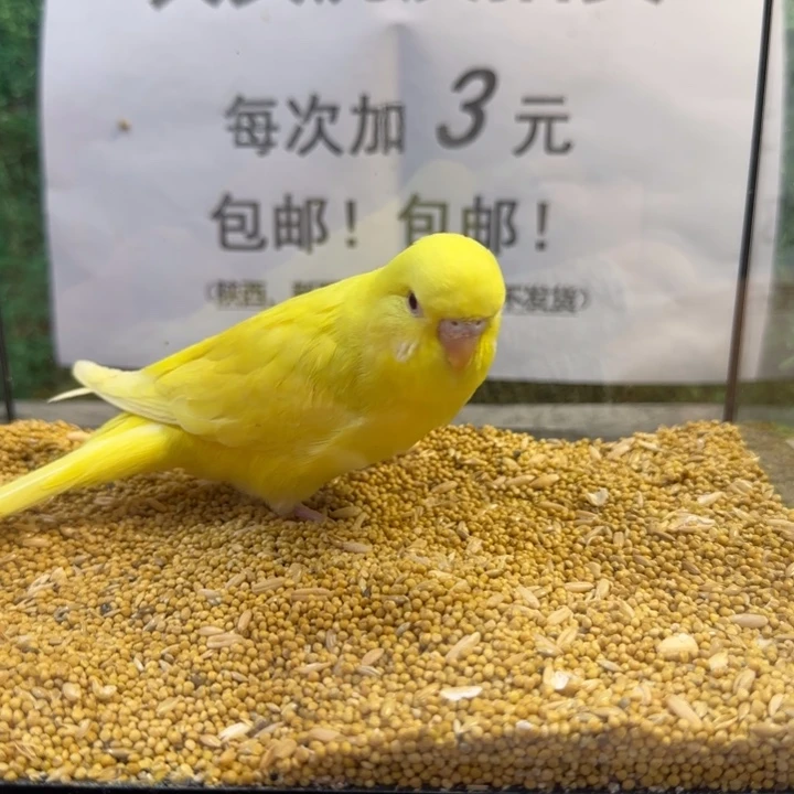虎皮鹦鹉大头虎皮鹦鹉