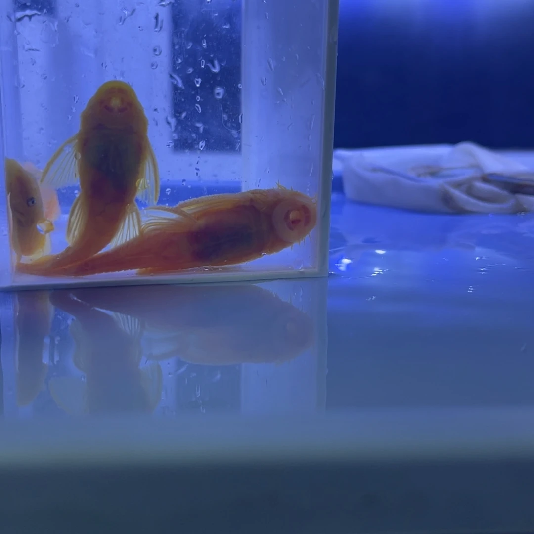 孔雀鱼繁殖组两对胡子开箱视频报损