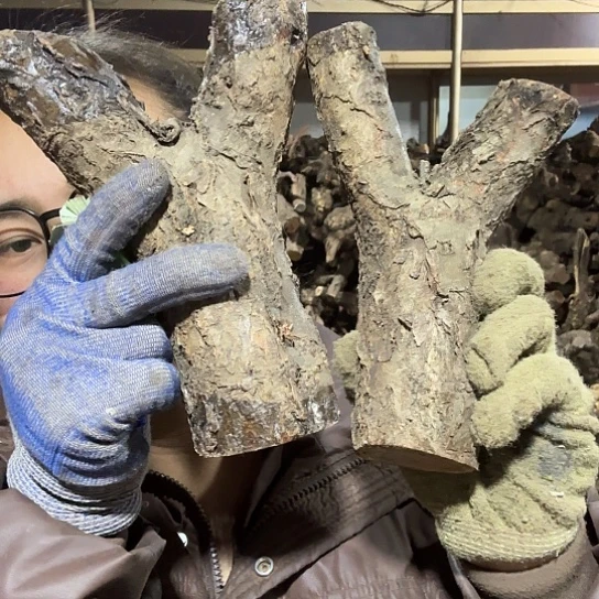 香榧木9*火琉璃的故事毛料摆件