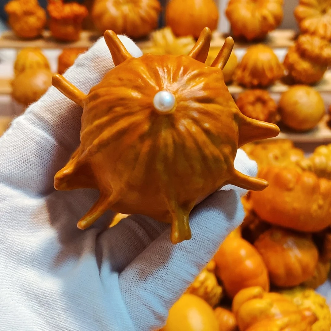 小*墨西哥七彩葫芦白菜精品