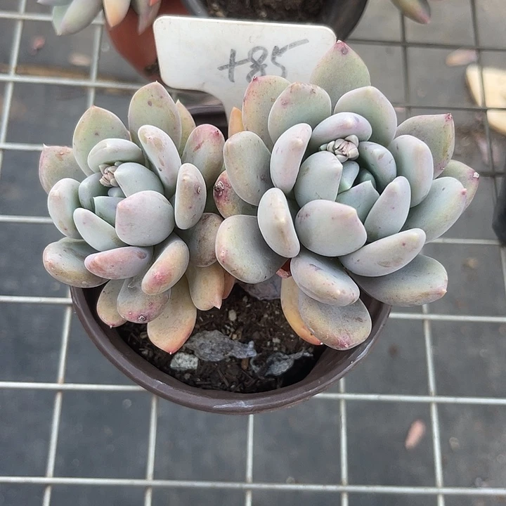 两单包邮，一物一拍85胖美人