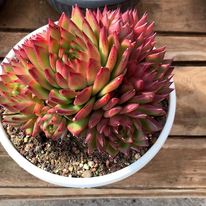 每周特价活动开始了