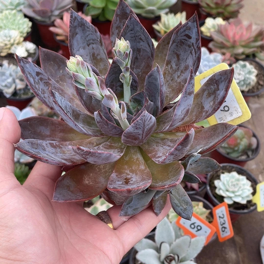 小****1219号多肉植物保护