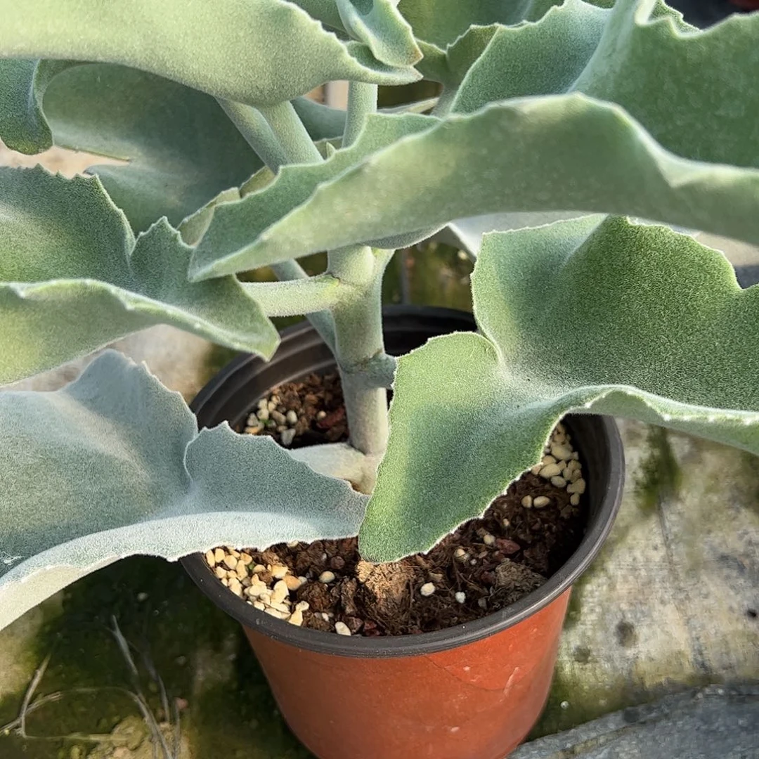 月***烊多肉植物多肉植物