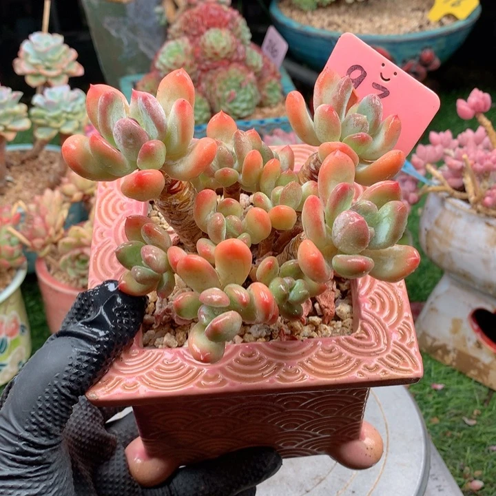 多肉植物一物一拍93