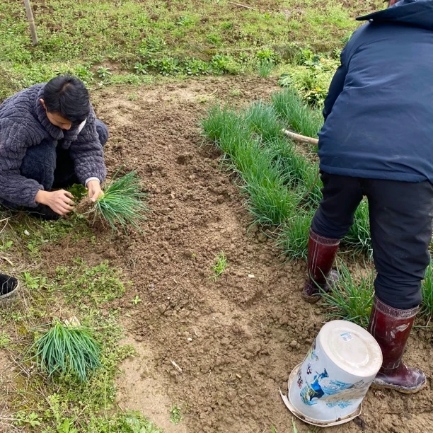 香葱 湖南农村爷爷奶奶自种香葱