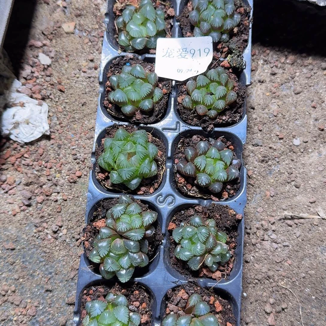 直播福利一物一拍919