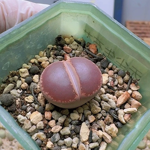 2201KO日轮净窗带盆发货