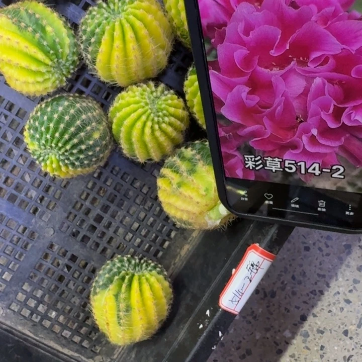 5彩草514-2锦歪4公分左右无根侧牙，20包邮