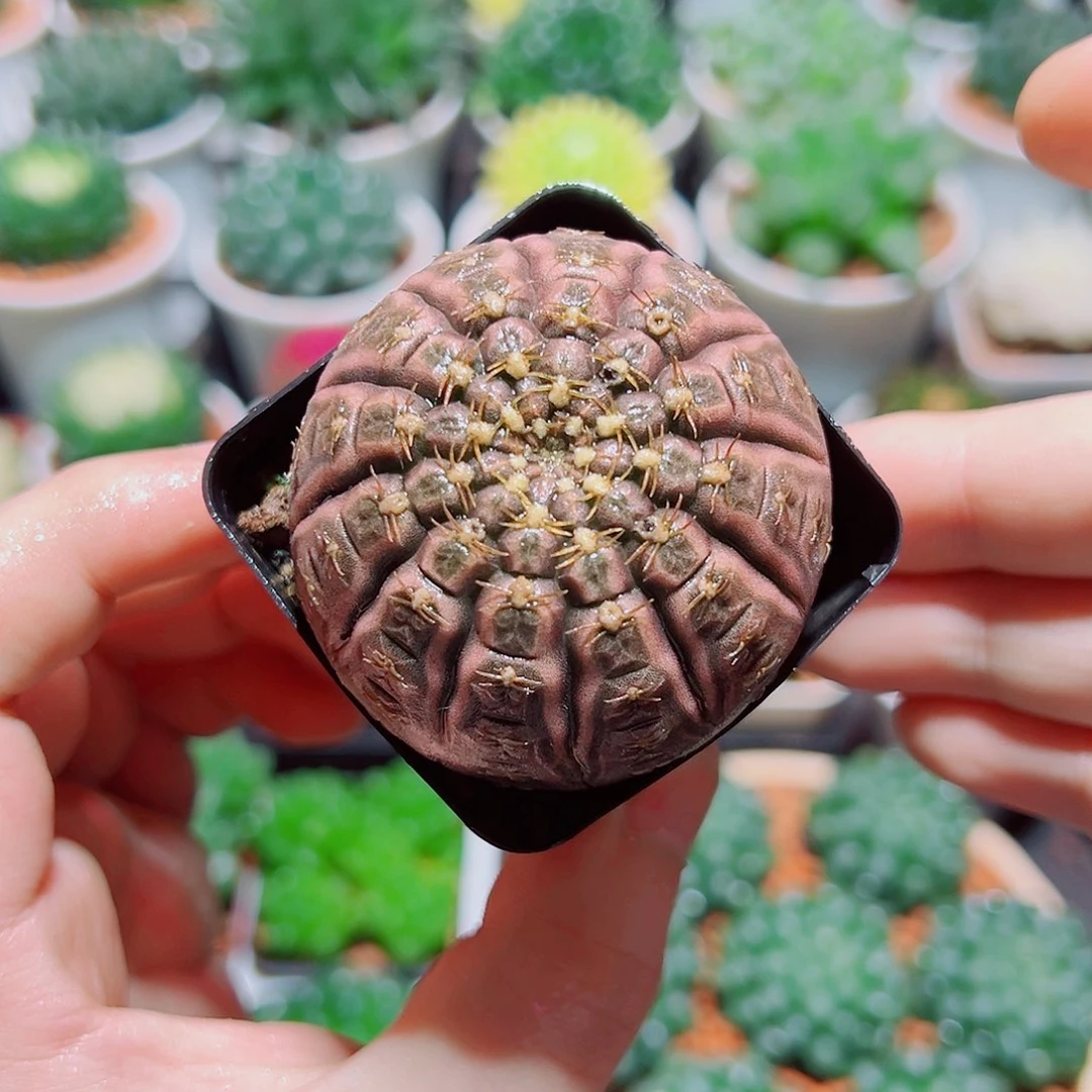 拉根原盆土多肉多肉