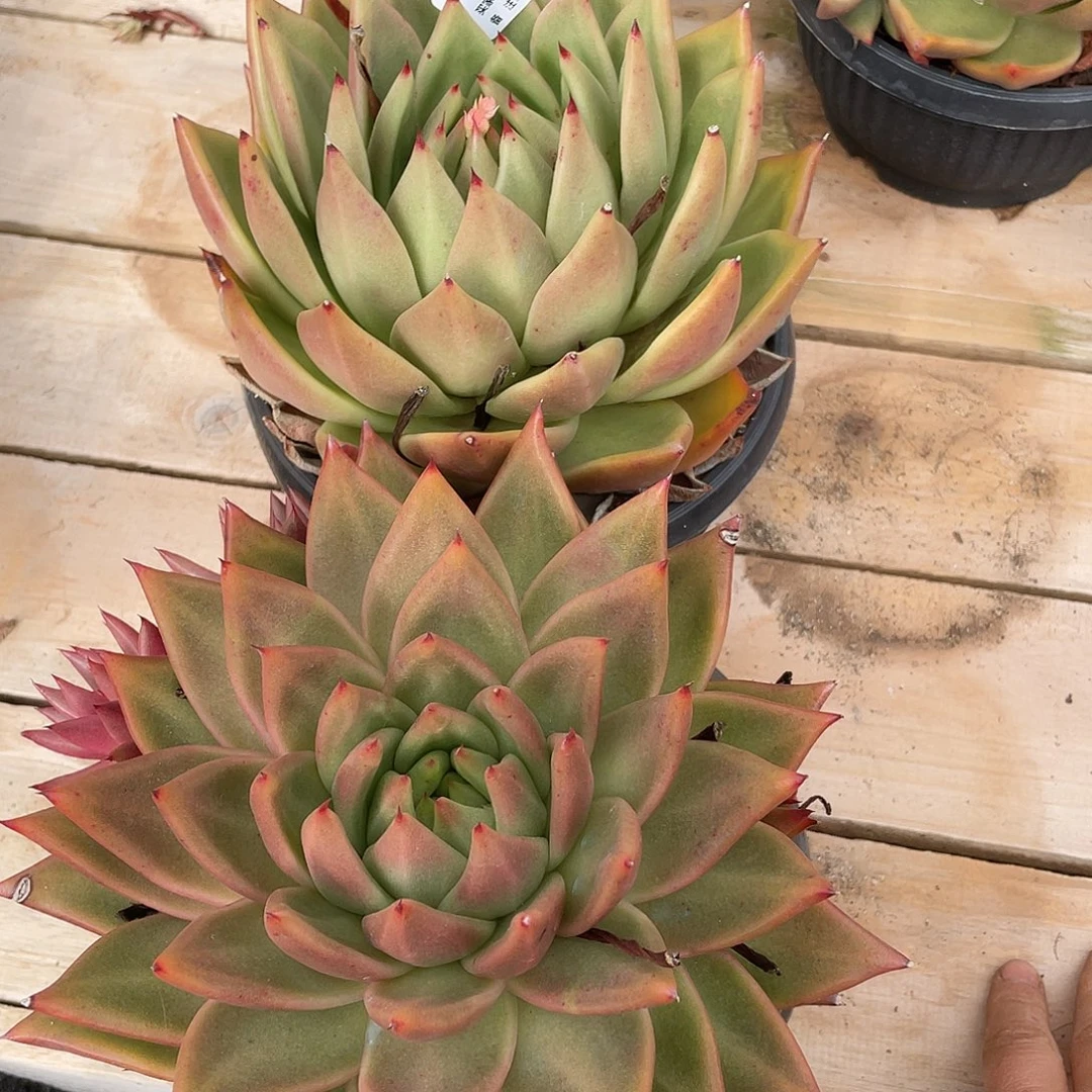 若如多肉组拍E208