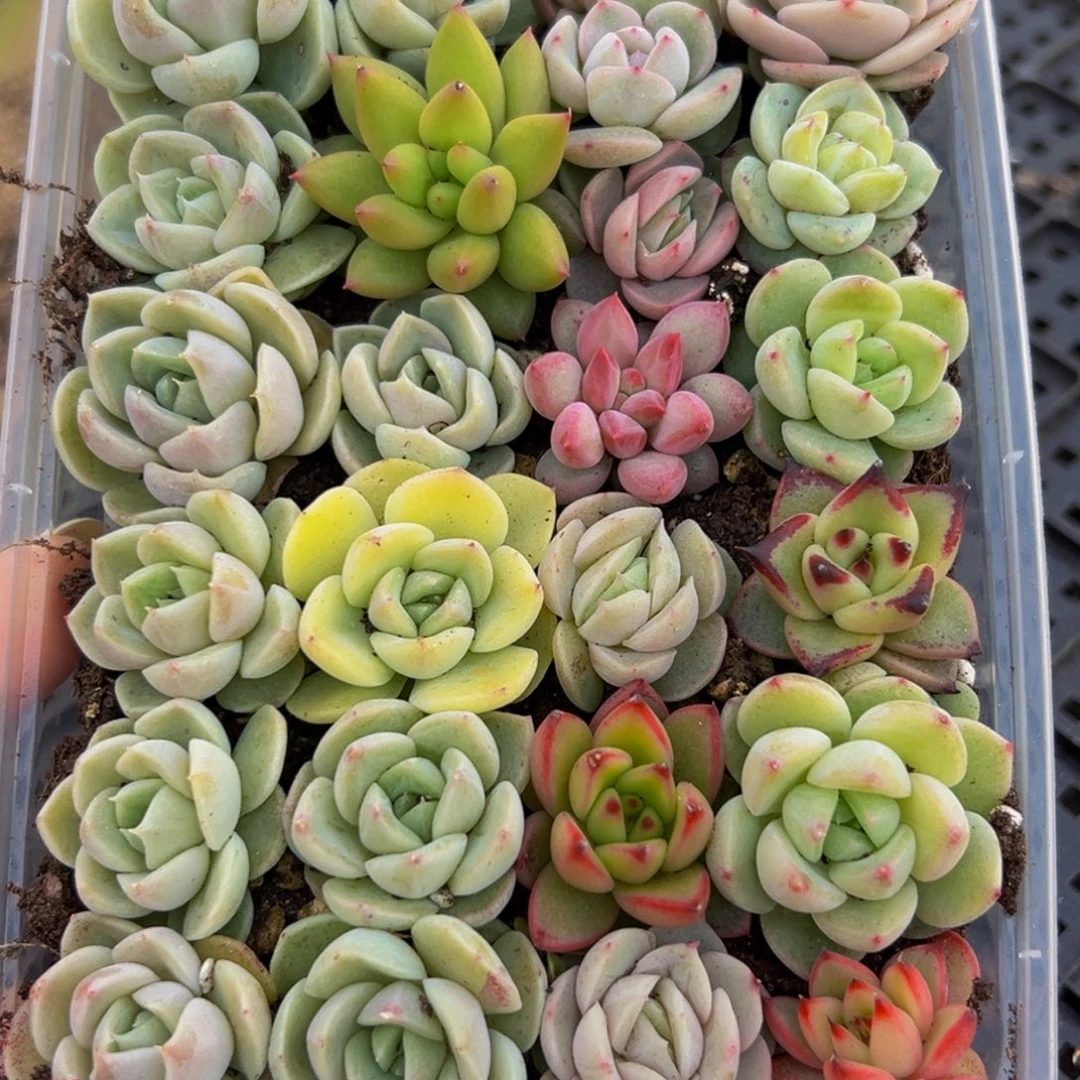 813多肉葡萄的味道是真的