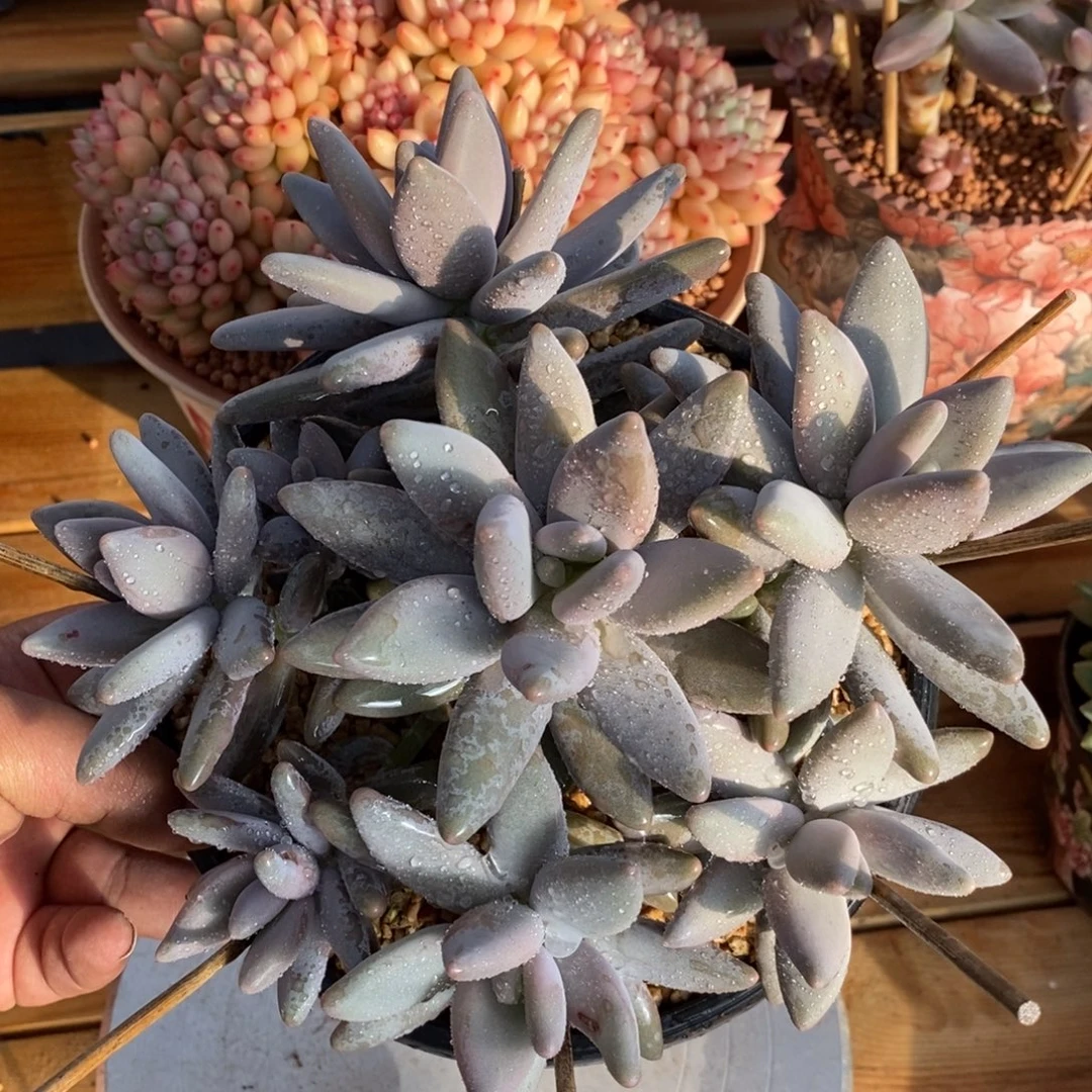 企鹅手捧多肉植物