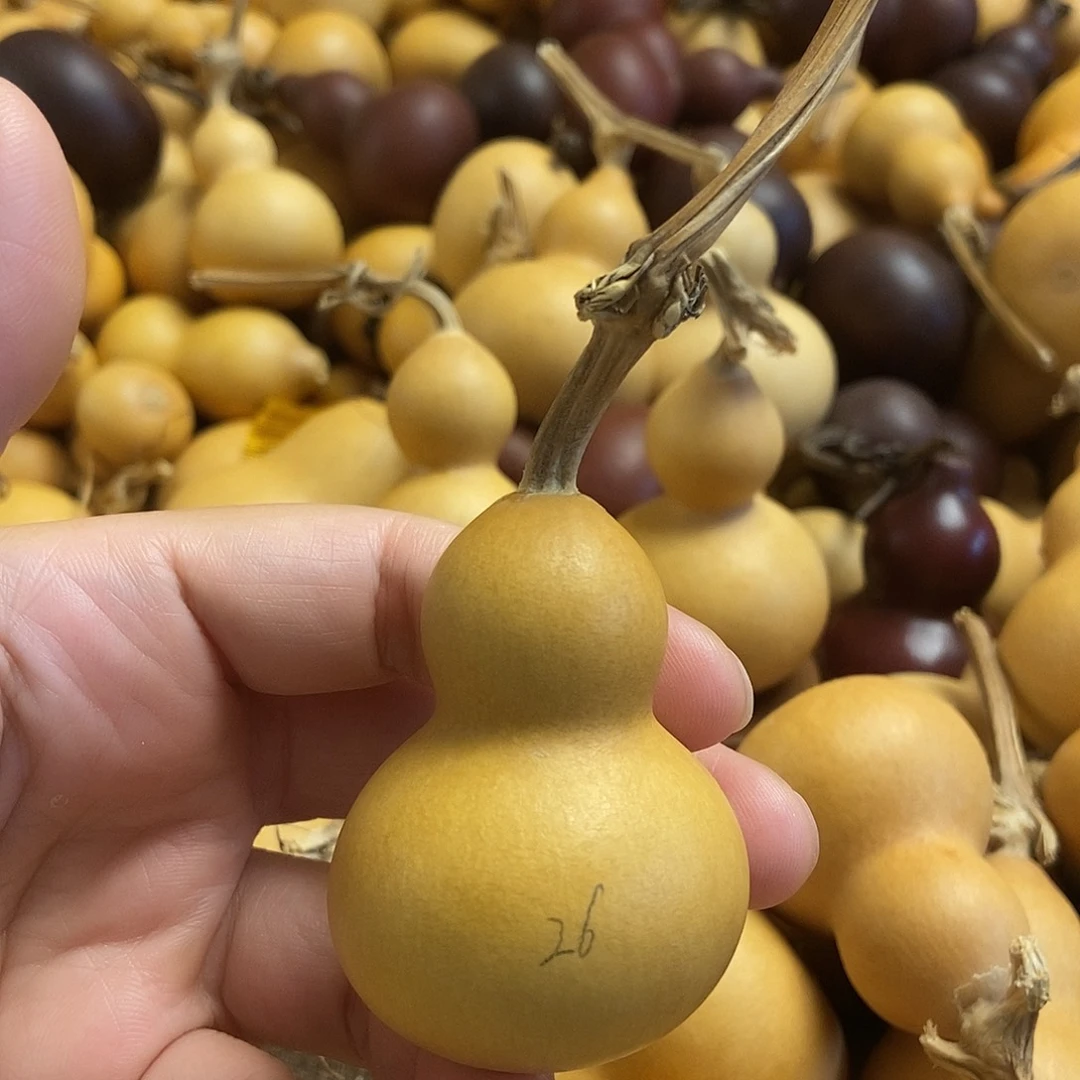 文玩葫芦 完美主义者 慎拍26