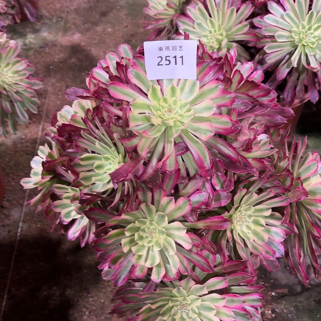 多肉法师紫薇2511