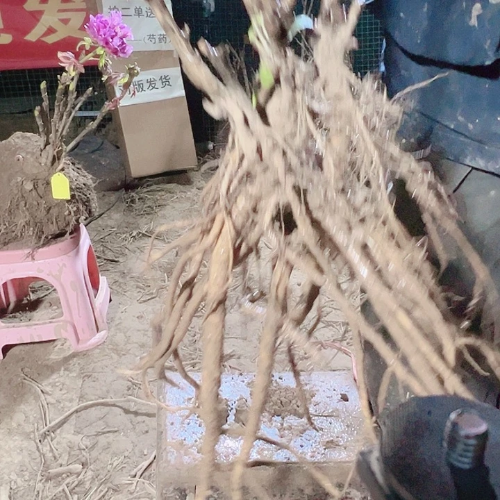 当前无花栽培后可以开花黑夫人