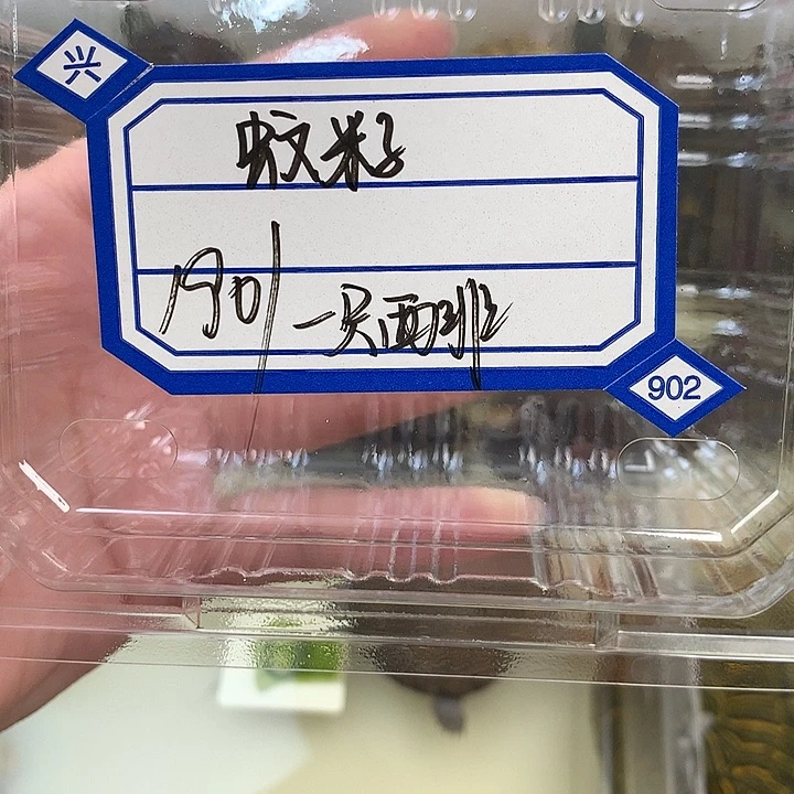蚊***.绿毛龟母111111111