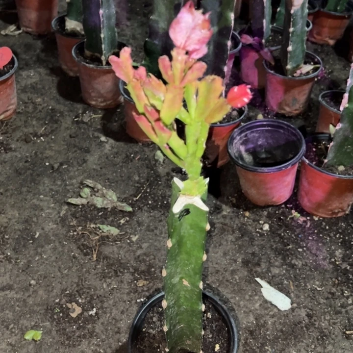 圈***圈当前无花栽培后可以开花083  111